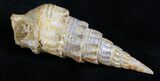 Top Quality Agatized Gastropod From Morocco - #27985-1